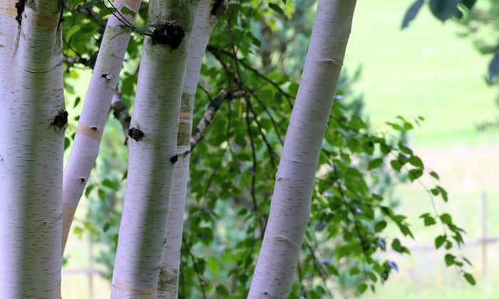 The Himalayan birch is just one of many trees whose bark provides gorgeous interest year-round (but especially in winter!).