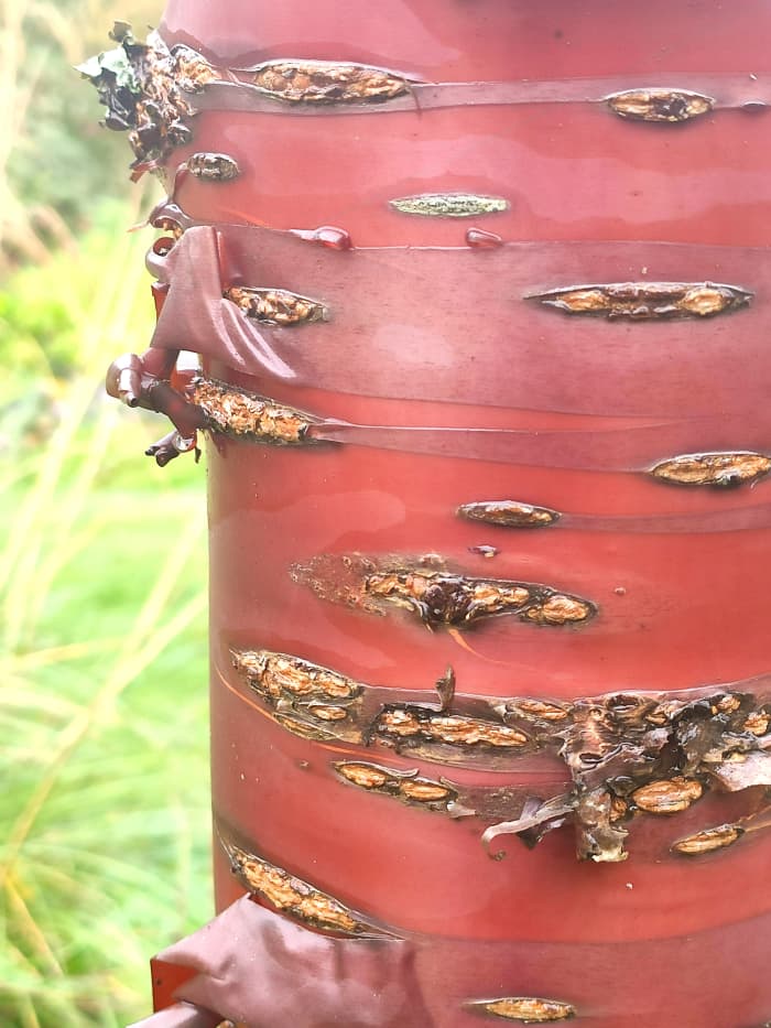 The glossy red bark of the Tibetan cherry tree is especially striking in winter, when most other plants are dormant.