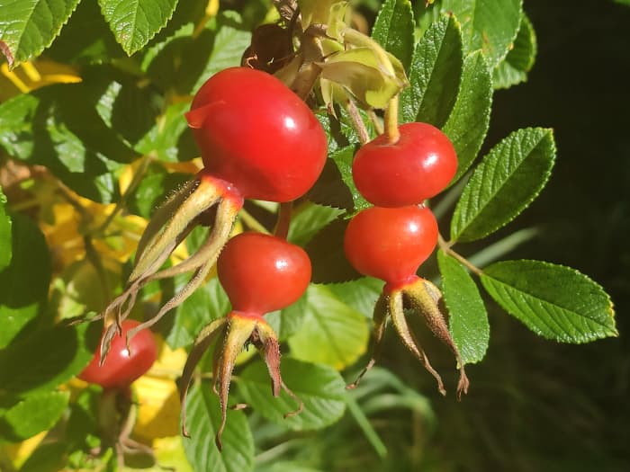 Rosa rugosa, also known as the beach rose, produces gorgeous red rose hips in autumn, which can be made into jams or jellies or eaten by local birds.