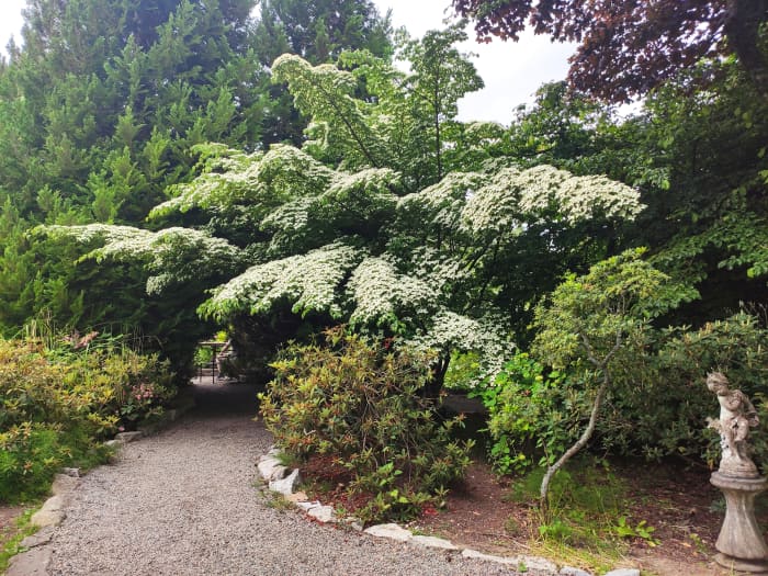 In addition to masses of white flowers, the Szechuan strawberry tree, or Cornus kousa, produces strawberry-like fruits that last through fall and into winter.