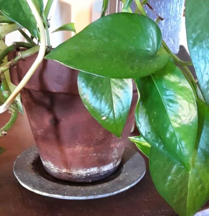 The white ring at the bottom of the pot comes from an accumulation of fertilizer salts.
