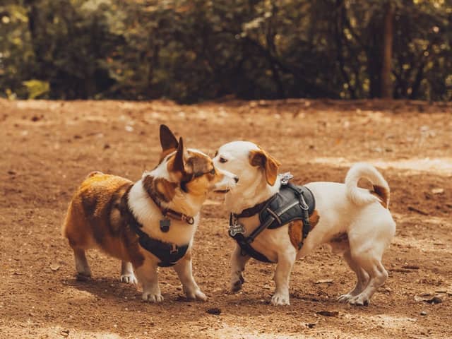 Canine interactions can be very subtle, what can start as a friendly sniff can suddenly develop into aggression