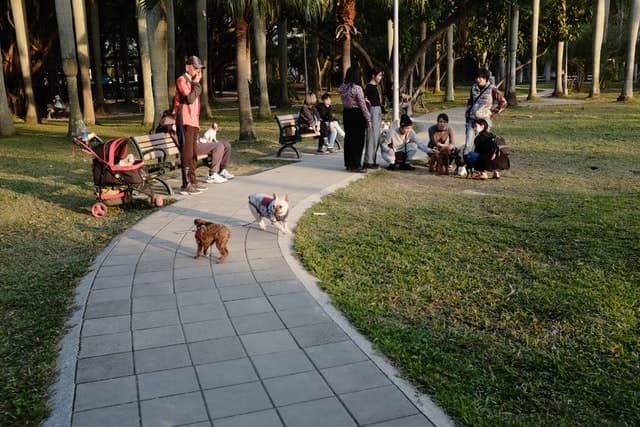 Some dogs may never be comfortable at the dog park, and will need to be walked somewhere quieter