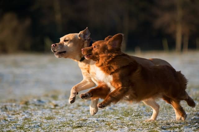 Be realistic about your expectations, not all dogs will progress to a stage where they can run with others