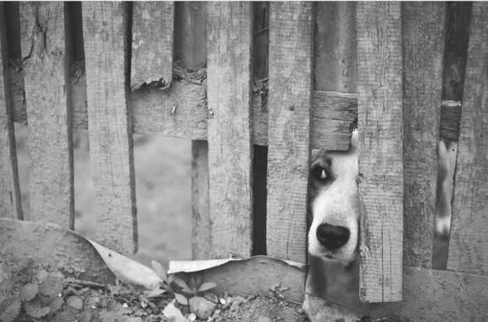 To stop a dog from squeezing through the bars of a gate you need to outsmart your dog