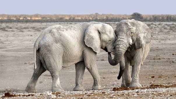 The African elephant is a massive beast in the jungle and reaches up to 10 feet in height, and his always found around the premises of water