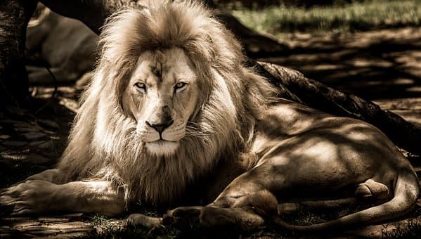 The lion is the king of the jungle as assumed. But the elephant prove otherwise when in musty state.