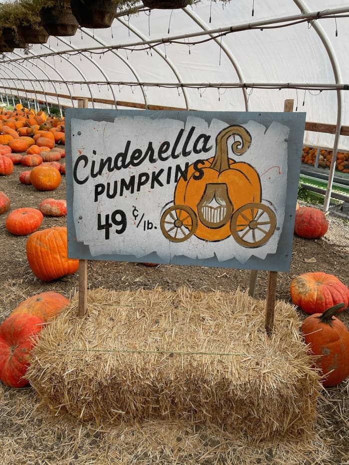 Did you know Cinderella pumpkins are perfect for cooking as whole stuffed roasted? Make one for Thanksgiving!