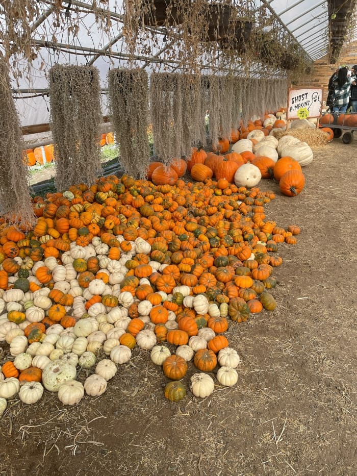 Ghost pumpkins are a special variety of pumpkins that do not have the distinctive orange color that we are used to seeing.