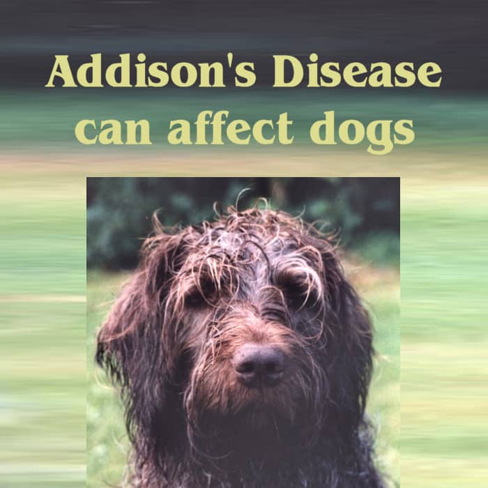 Addison's Disease Can Affect Dogs Sarah's Story PetHelpful