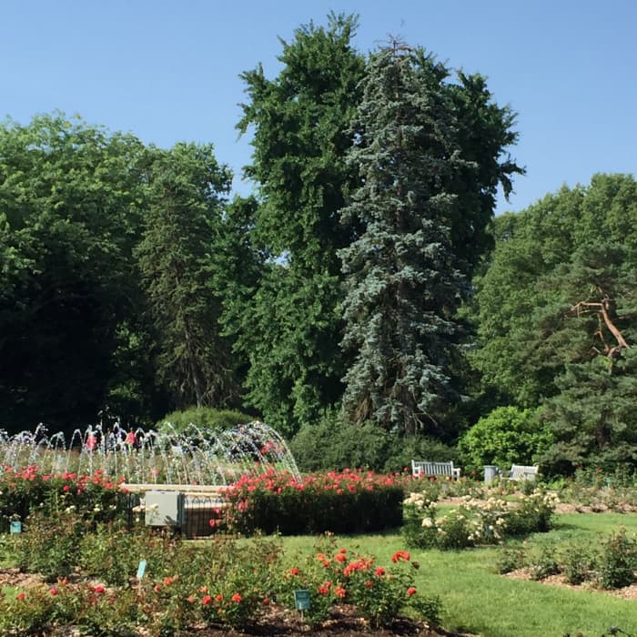 I loved this scene at a local park, called Park of Roses. I painted on location "Hopes and Smiles" shown below.