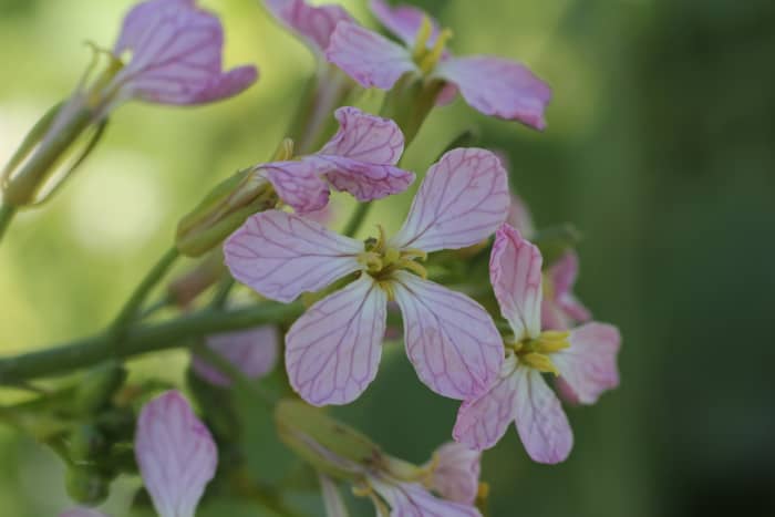 8 Reasons to Grow Radishes in Your Garden - HubPages