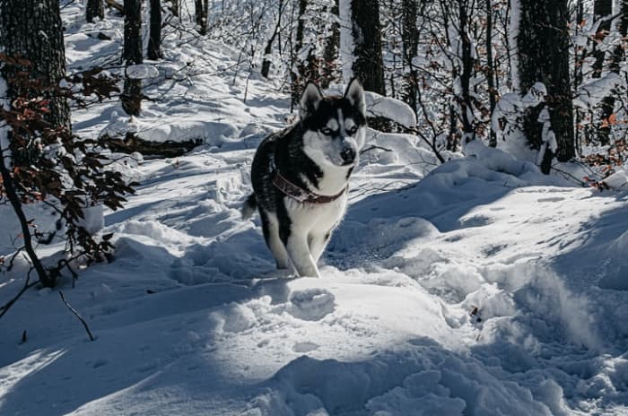 Первоначально выведенные для ездовых собак, сибирские хаски были созданы для бега и известны своей ловкостью.