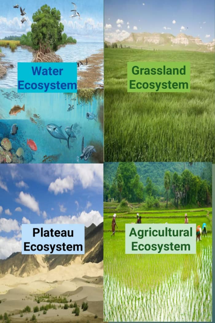 Humans have destroyed not only forest ecosystems but also water ecosystems, grassland ecosystems, plateau ecosystems, agricultural ecosystems and many more.