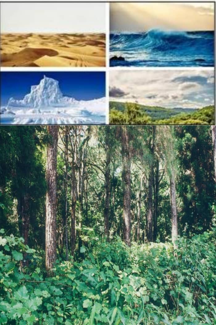 Therefore, for this year's Environment Day, the United Nations has decided on the central concept of 'revitalization of natural ecosystems'. If the ecosystem is revived, you can regain the lost natural dynamics.