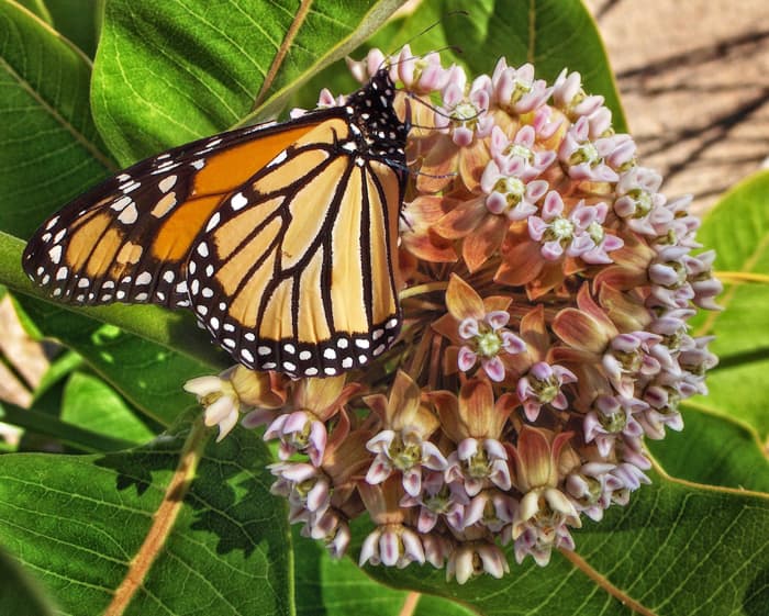 People report experiencing appearances of symbols such as birds and butterflies or something meaningful to only them from a deceased loved one.
