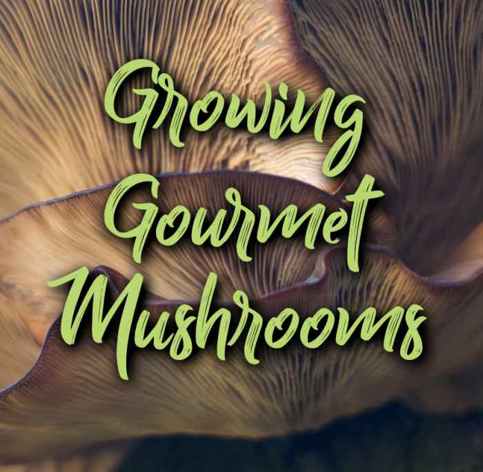 Growing Gourmet Mushrooms Dengarden
