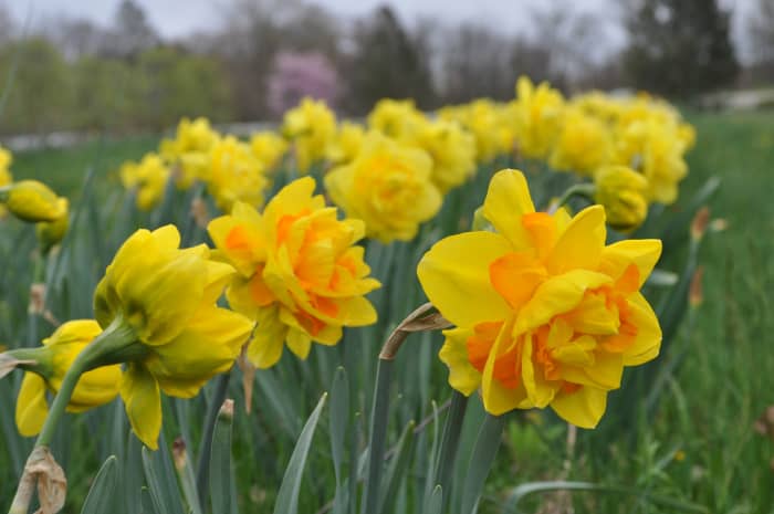 Though most people associate spring and summer with planting garden flowers, Kelly Lehman prefers planting her perennials in fall. Here's why.
