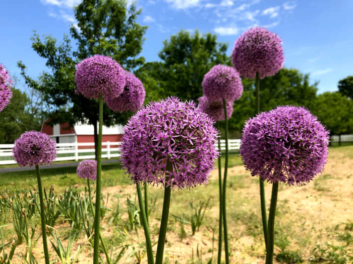 When Is the Best Time to Plant Perennials? (Hint It Isn't Spring