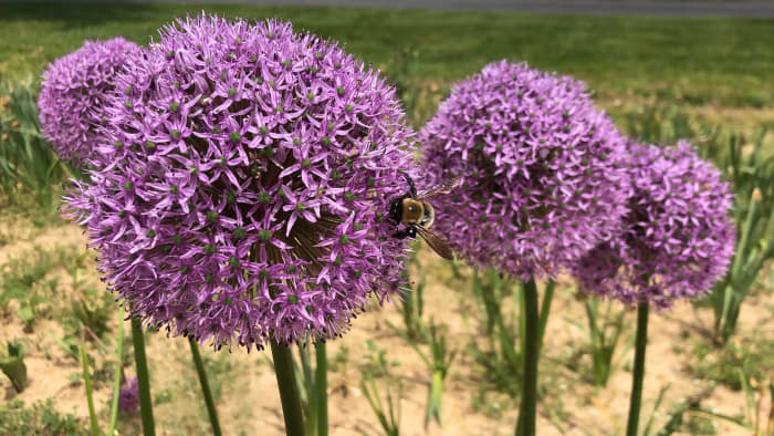 Kelly Lehman plants allium bulbs at her flower farm every fall, year after year. Here's how she does it (and why!).