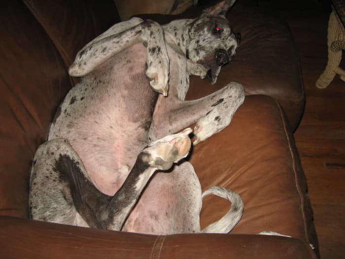 If happiness is a warm puppy, it would stand to reason that this is 160 pounds of pure ecstasy, right??