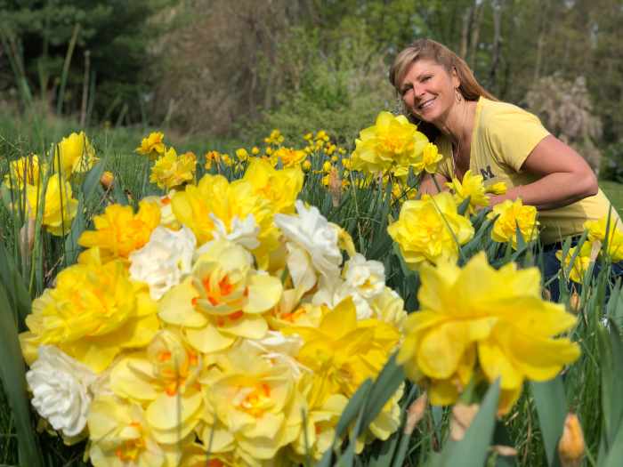 How to Plant Daffodils Dengarden