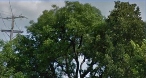 The Magnificent 100 year old Pecan Tree (State tree of Texas) on the N. W. Corner of Hawks Hill at Waketon Road and Long Prairie Road (2499).