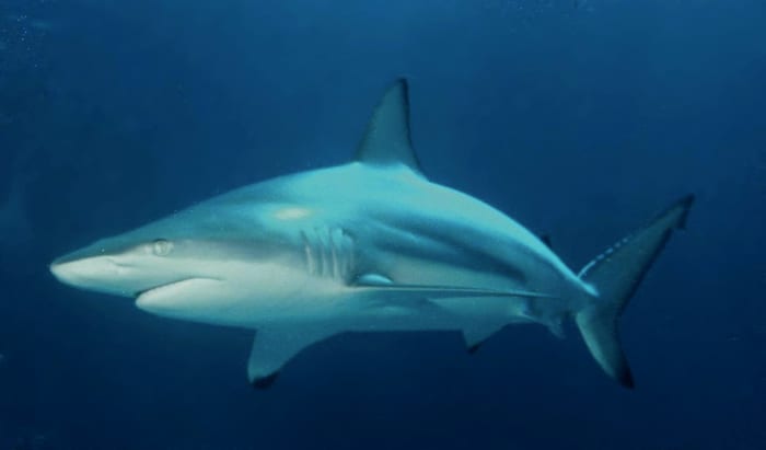 The Top 10 Deadliest Sharks in the World - Owlcation