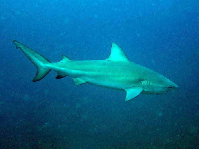 The Top 10 Deadliest Sharks in the World Owlcation