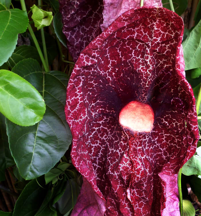 The oddly-shaped Giant Pelican Flower looks gorgeous despite its awful rotting flesh aroma.