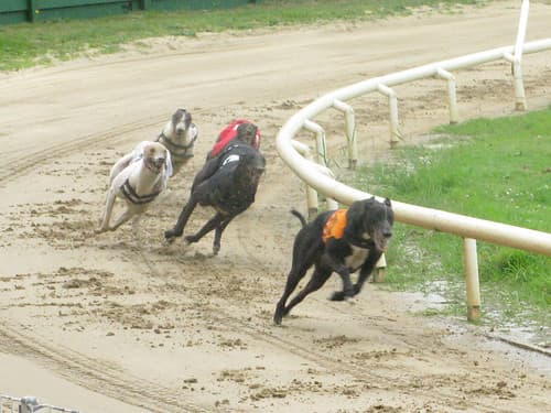 The fastest greyhounds can reach a top speed of 70 km/hour, while a cheetah can manage short bursts of 120 km/hour.