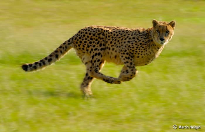 In June 2012 a cheetah named Sarah set a new 100-metre record by covering the distance in 5.95 seconds. Usain Bolt holds the current human record of 9.58 seconds.