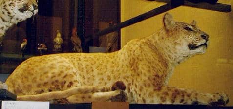This is a stuffed jaglion, a jaguar/lion hybrid. It is thought to be the closest representation of how the marozi might have looked, if it ever existed.