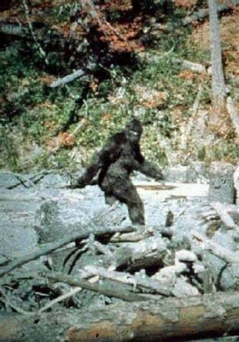 "Hello!" from "Sasquatch" or "Bigfoot"