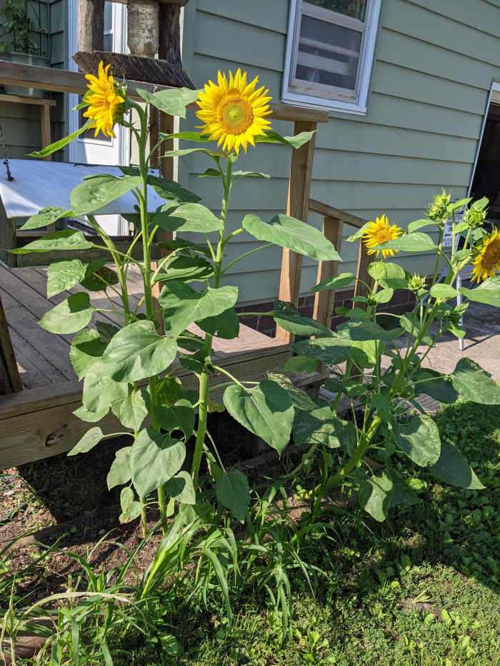 Bird Feed Sunflower Seeds Specifically HubPages