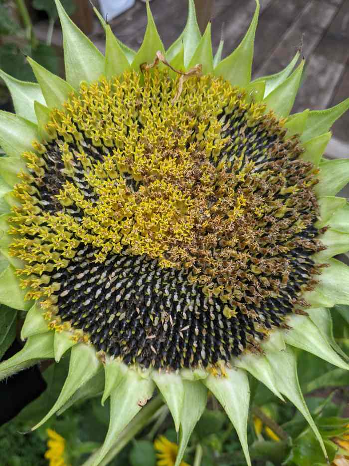 Bird Feed Sunflower Seeds Specifically HubPages