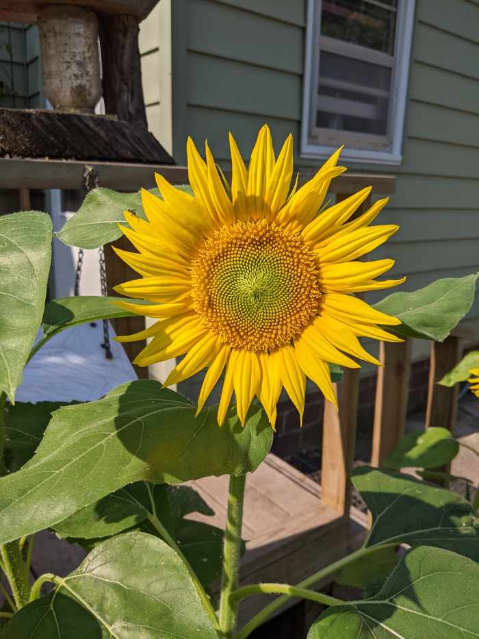 Bird Feed Sunflower Seeds Specifically HubPages