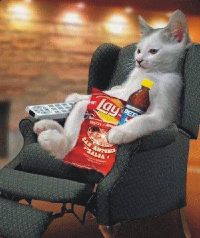 The Tenth Secret is: That pets are collectively developing a human remote control; which they can point at people and have them do things at the touch of a button.