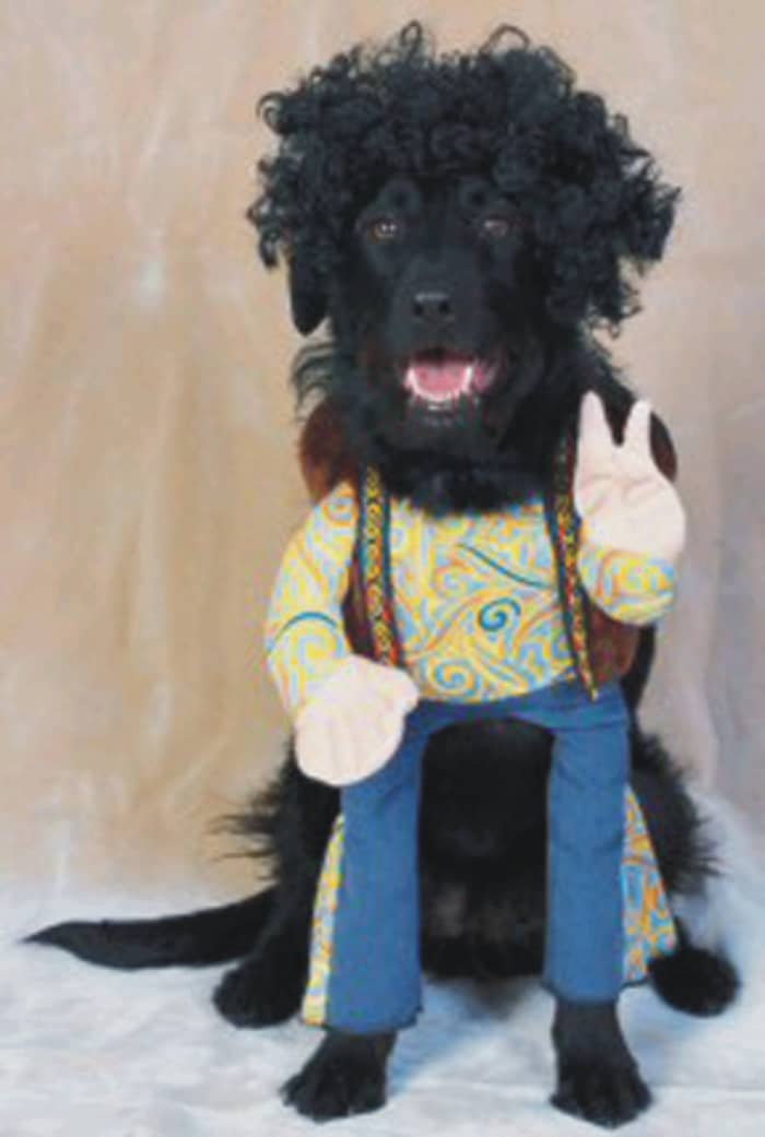 The Eigth Secret is: That all pets are born with a sense of humor, but ultimately having a safe and peaceful life that allows them to enjoy their humor is far more important.