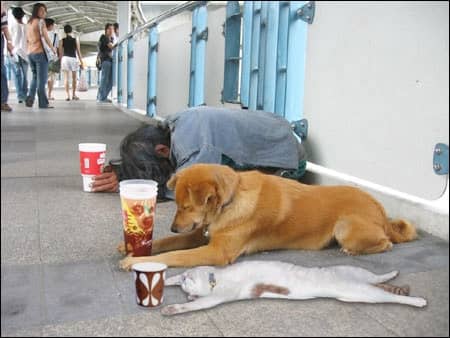 The Ninth Secret is: That pets try to accept people as part of their social structure. As a result; they allow us to act in that role and share with them; through training, fun games from which the bonds can be developed together.