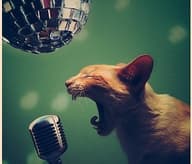 The Fifth Secret is: That animals really do love to party hard! But no matter what, the most observed rule within the pet's rule book; is that no pet ever drives home drunk!
