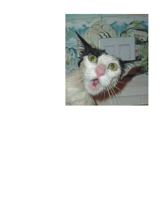 Our roaming reporter: Tom the Cat, has done it again. He has spoken with all the pets here and given us an insight into the 10 personal secrets that your pet will never tell you. Thanks Tom! You aren't having us on are you?