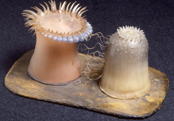 Glass Model of Sea Anemones Fighting