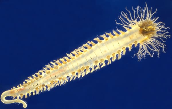 Glass Model of Sabellaria Alveolata