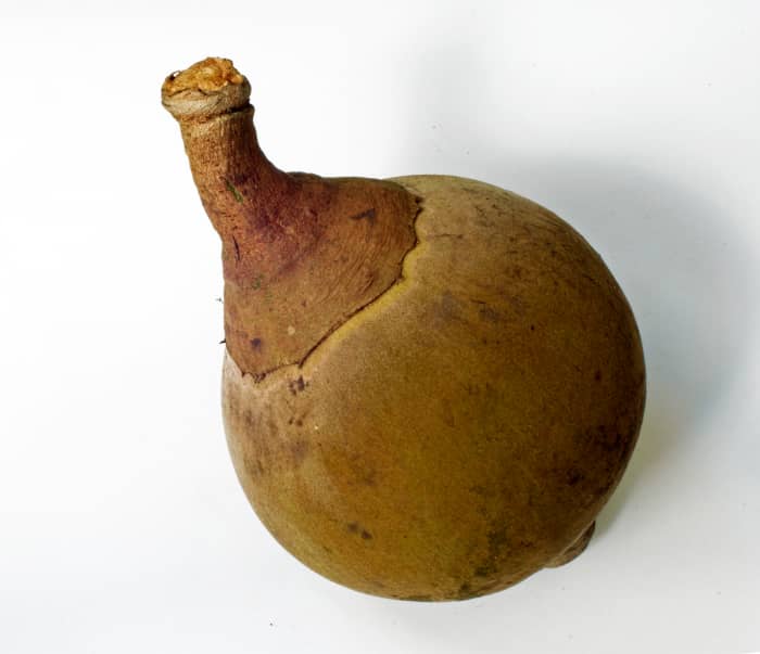 Copán - Some Foods of the Maya - HubPages