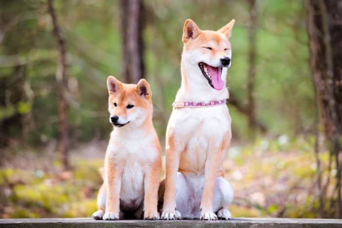15 Dogs That Look Like Foxes - PetHelpful