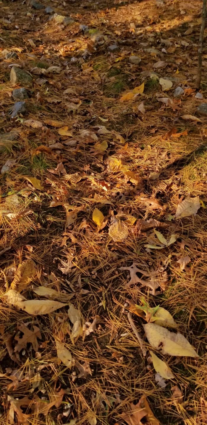 Splashes of late afternoon sunshine on the labyrinth path make the carpet of fallen leaves and pine needles glow.