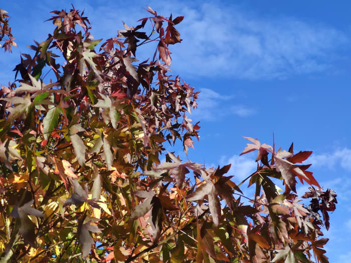 Each autumn, my Liquidambar styraciflua 'Worplesdon' turns a stunning mix of red, yellow, orange, and even black.