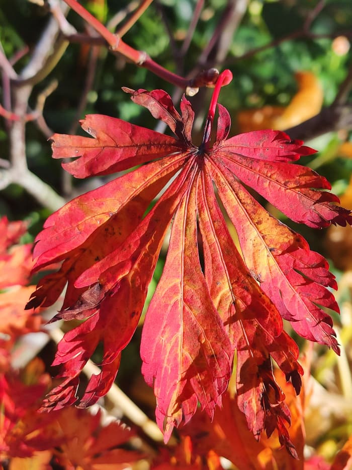 Acer japonicum 'Aconitifolius' has feathery leaves that turn a breathtaking red in autumn.