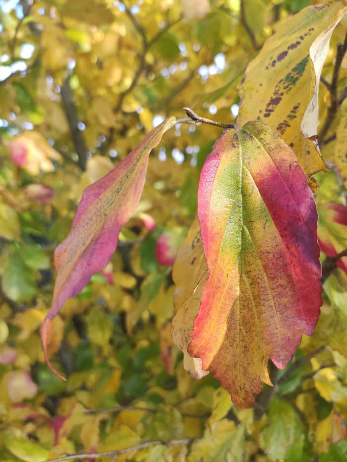 Parrotia persica, or Persian ironwood, turns gorgeous shades of crimson and gold in fall.